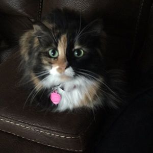 Meet your Posher, Carol